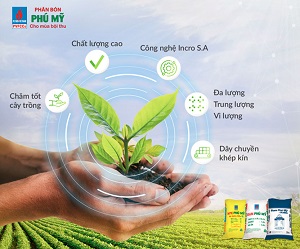 dam-phu-my