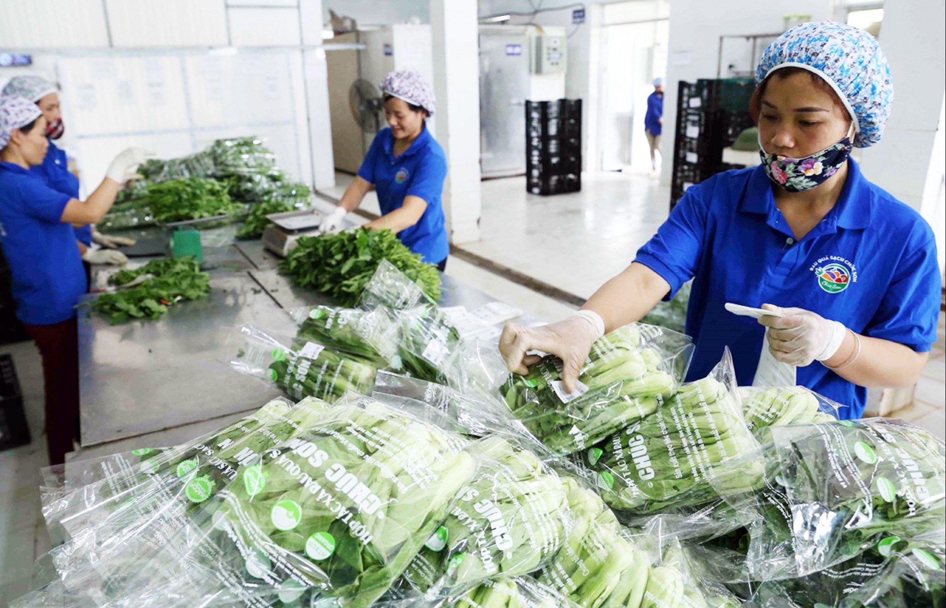 Hanoi: Agricultural development policies lack real-world effectiveness