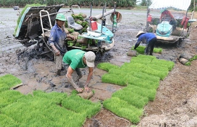 Domestic rice prices on the rise due to greater global demand