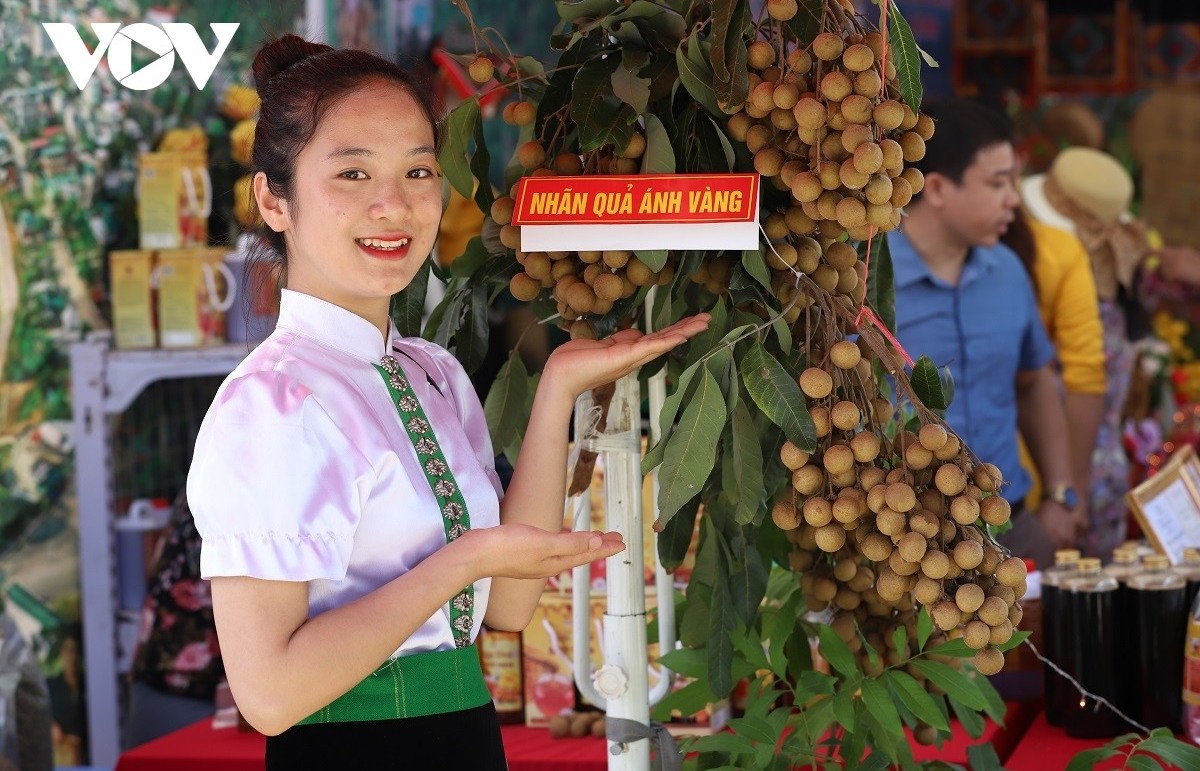 Song Ma District exports longan
