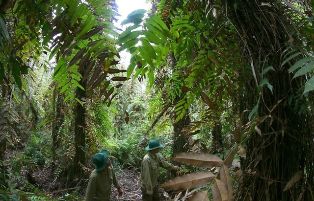 National plan issued to implement Glasgow declaration on forests, land use
