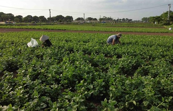 Hà Nội develops production, consumption chains for farm produce