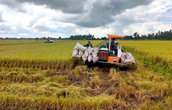 New opportunity for the rice industry to make a breakthrough