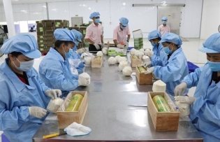 Việt Nam sees many opportunities in coconut exports