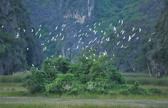 Efforts made to protect wild, migratory birds in Vietnam