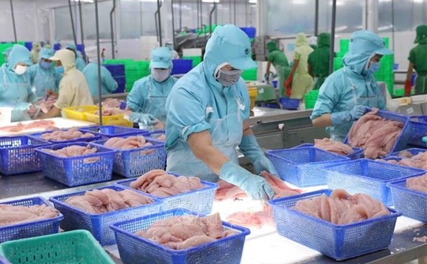 Tra fish processing for export (Photo: VNA)