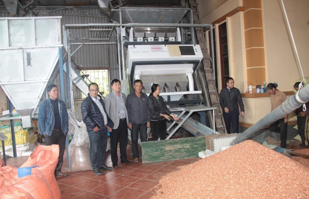 Nam Dinh: Effective application of machinery in peanuts production, processing