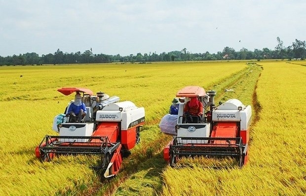 Price of Vietnam’s exported rice maintains uptrend