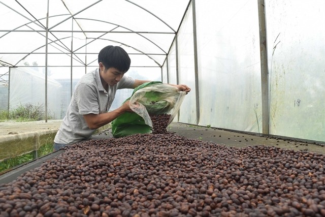A farmer processing coffee beans in Đắk Nông Province. — VNA/VNS Photo