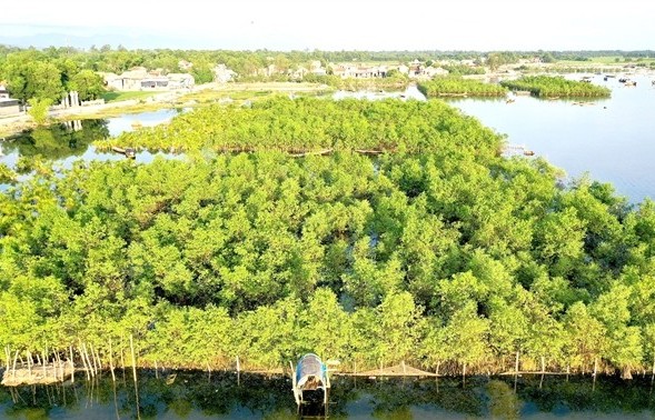 Coastal forest development essential