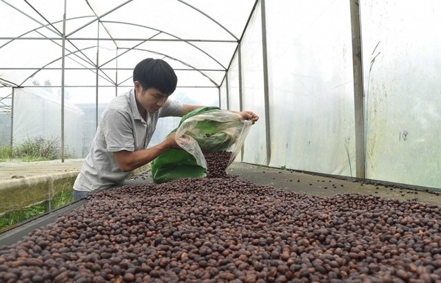 Coffee export struggles to exceed $4 bln this year
