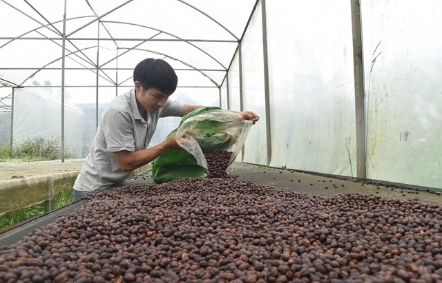 Coffee export struggles to exceed $4 bln this year