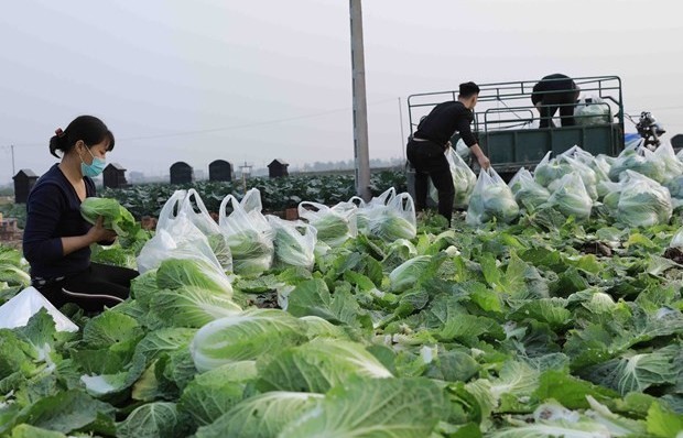 Vietnam’s vegetable export to surpass 1 bln USD by 2030