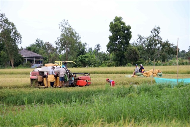 Mekong Delta To Develop One Million Ha Of Low-emission High-quality Rice