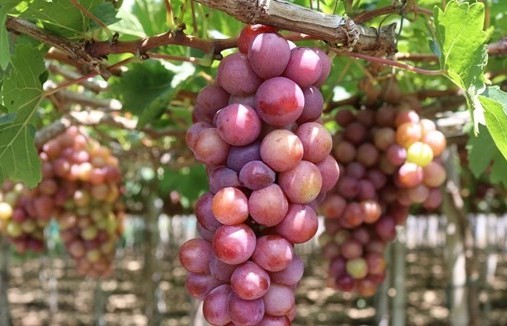 ninh thuan takes grape production to next level