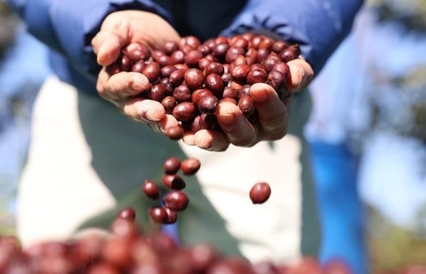 Domestic coffee prices at record high