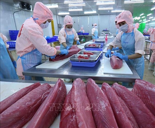 Processing tuna products for export at the factory of Ba Hai JSC. VNA/VNS Photo