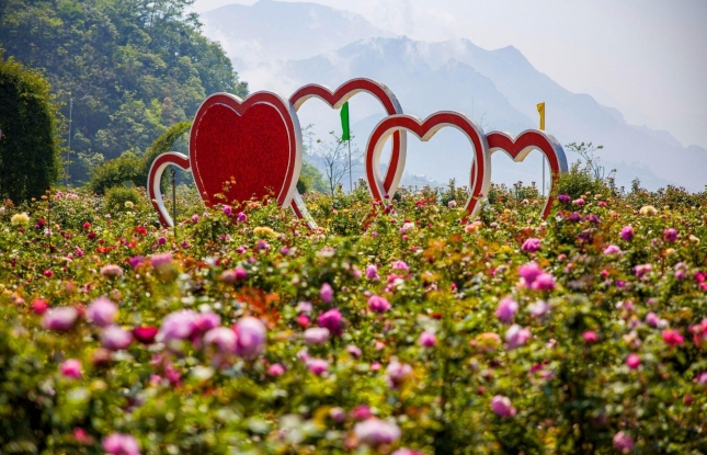 Fansipan Rose Festival 2024 offers tourists fascinating experiences