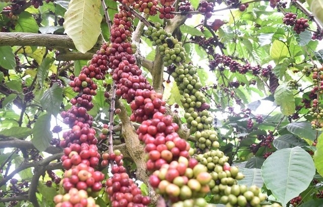 Việt Nam coffee exports to Singapore scant, room to grow enormous
