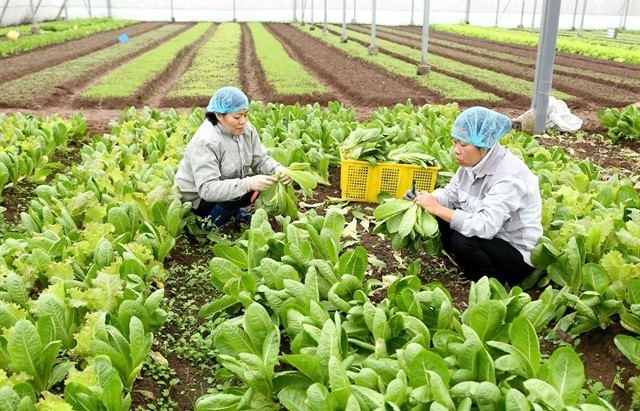 Hà Nội makes efforts to promote digital transformation in agriculture