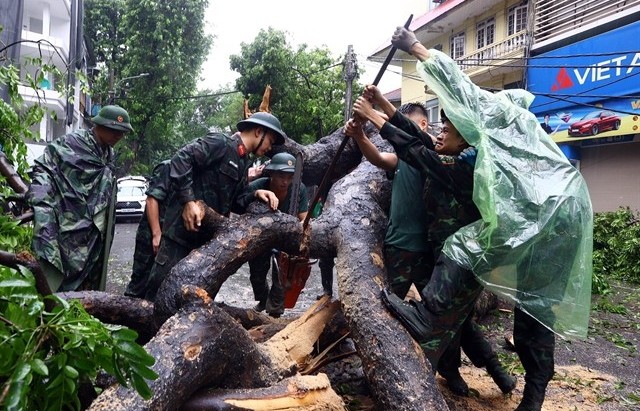 Hà Nội to protect and restore trees after typhoon Yagi