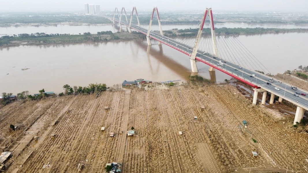 A historic flood destroys a large portion of the peach orchards along the Red River in Phu Thuong Village, Tay Ho District - photo: VNA A historic flood destroys a large portion of the peach orchards along the Red River in Phu Thuong Village, Tay Ho District - photo: VNA