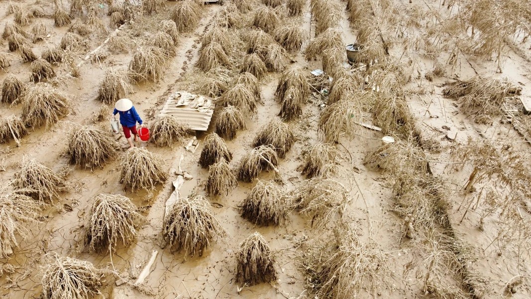 Prolonged flooding causes severe root rot, leading to the death of many peach trees - photo: VNA Prolonged flooding causes severe root rot, leading to the death of many peach trees - photo: VNA
