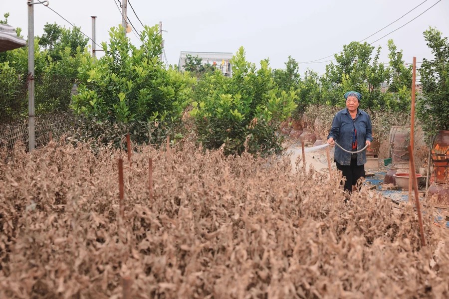 Ngo Thi Nga, a local farmer, attempts to wash the leaves to save the trees - photo: VNA Ngo Thi Nga, a local farmer, attempts to wash the leaves to save the trees - photo: VNA
