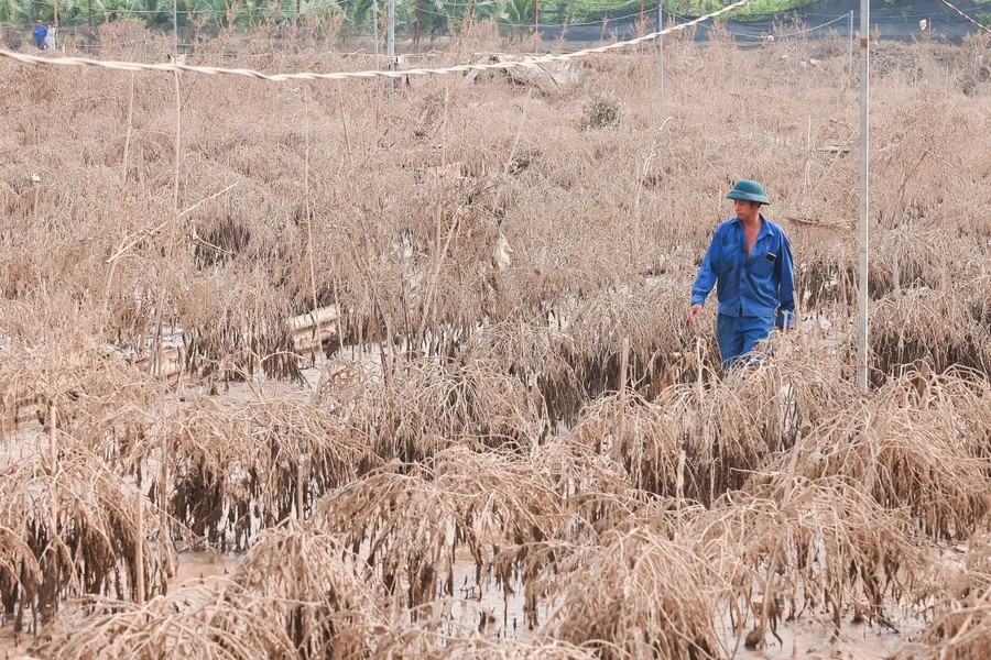 More than 400 peach branches belonging to Do Van Thang from Phu Thuong Village die due to flooding, with estimated losses exceeding VND200 million (over US$8,100) - photo: VNA More than 400 peach branches belonging to Do Van Thang from Phu Thuong Village die due to flooding, with estimated losses exceeding VND200 million (over US$8,100) - photo: VNA