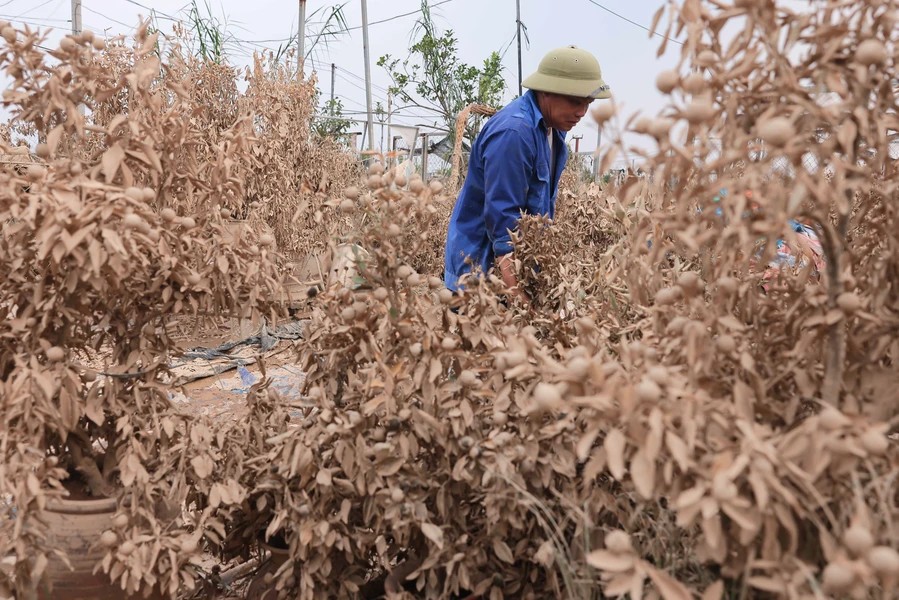 Hoang Tuan Ngoc from the Tu Lien kumquat-growing village clears out dead kumquat trees from his garden - photo: VNA Hoang Tuan Ngoc from the Tu Lien kumquat-growing village clears out dead kumquat trees from his garden - photo: VNA