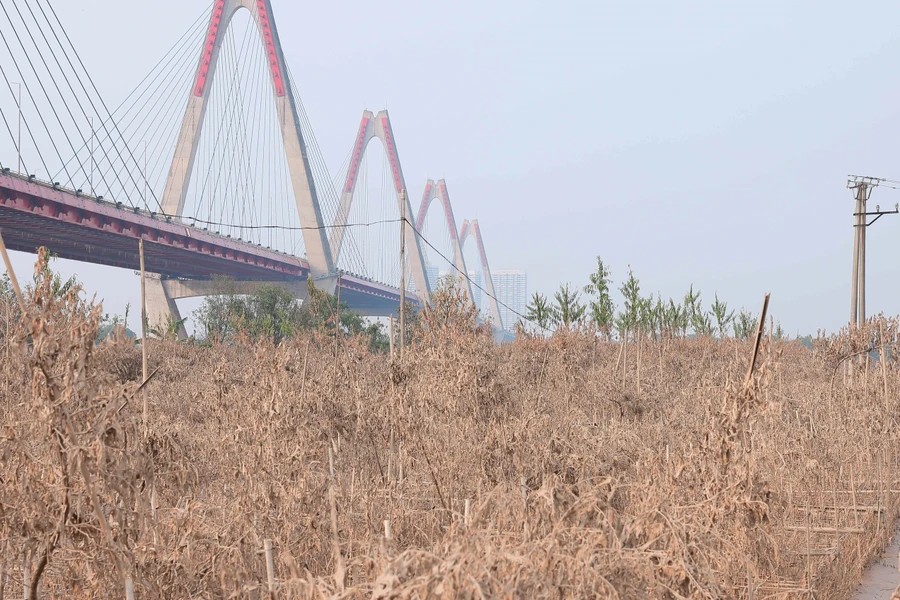 The rising water levels of the Red River due to Typhoon Yagi leave many peach farmers in Nhat Tan Village empty-handed - photo: VNA The rising water levels of the Red River due to Typhoon Yagi leave many peach farmers in Nhat Tan Village empty-handed - photo: VNA