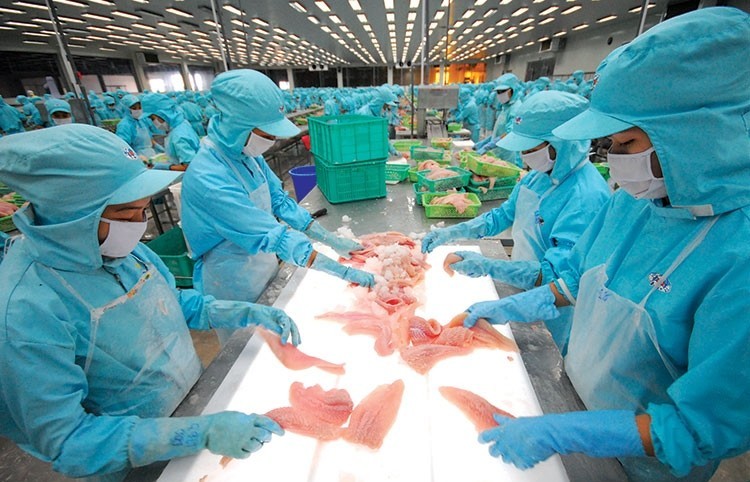 Pangasius exports skyrocket, likely to fulfill US$2 billion export target