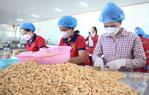 Cashew industry faces risk of trade deficit