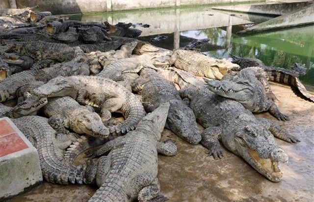 Expanding export opportunities for the crocodile industry