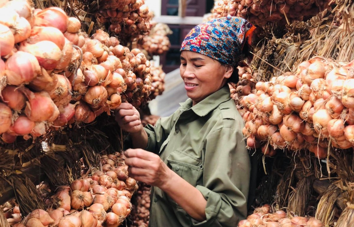 Hai Duong onions, garlic honored as Vietnamese Agricultural Golden Brand