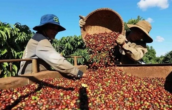 Coffee price hikes push export revenue up