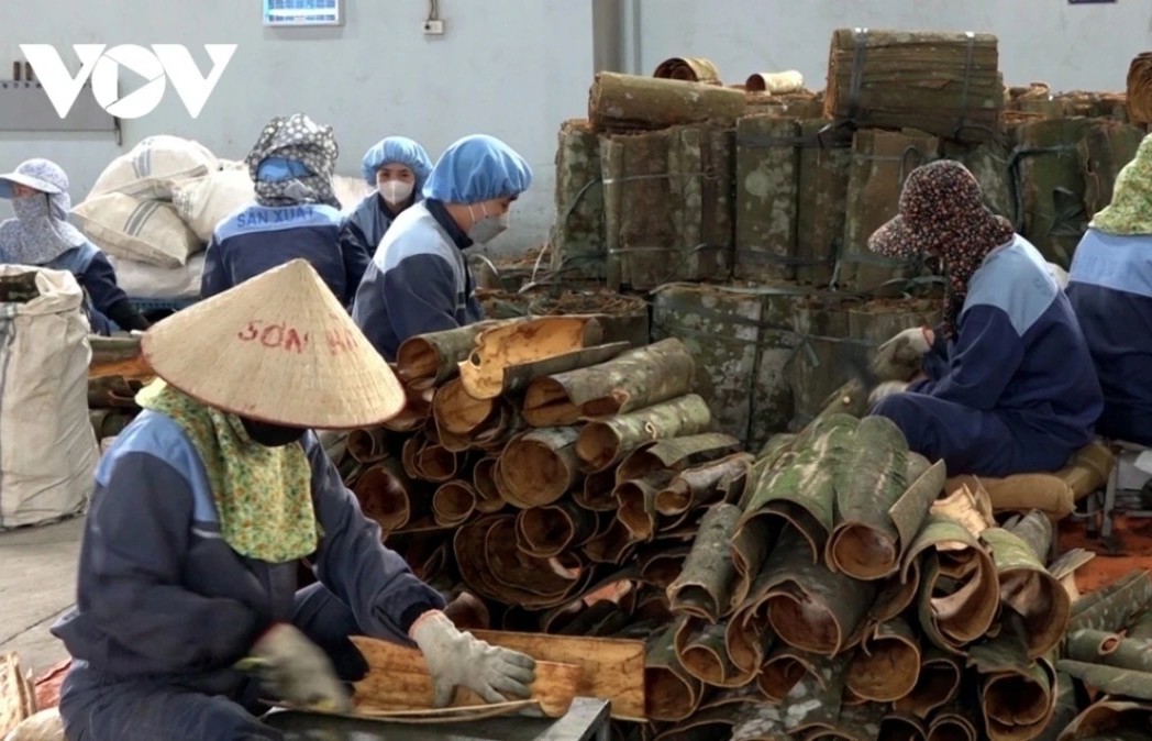 India is main market for Vietnamese cinnamon exports