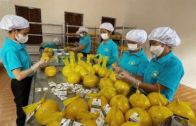 Supply chain transparency, green production needed to promote VN