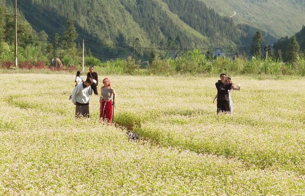 Blooming buckwheat flowers on Ha Giang roads