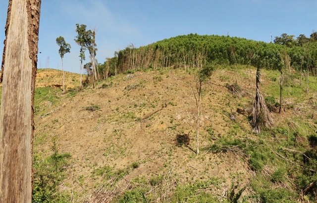 Deforestation, forest land encroachment increase in Đắk Lắk Province