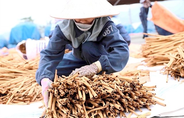 Cinnamon industry seeks to take advantage of trade deal to expand exports to the UK