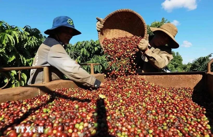 Coffee exports set to hit 5.6 billion USD in 2024