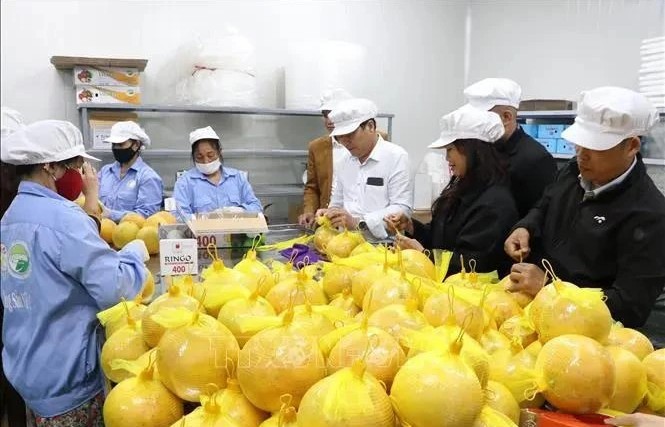 Hai Duong exports grapefruit to EU