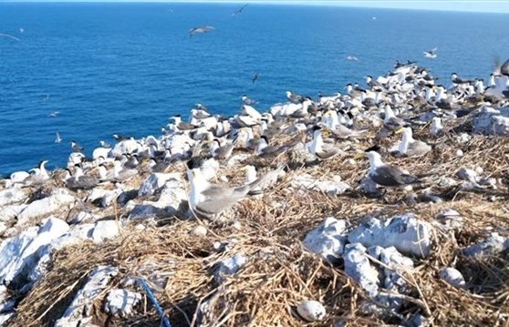 Việt Nam Records recognises Hòn Trứng as most fertile seabird habitat