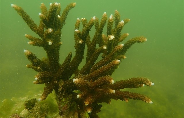 Releasing buoys to protect coral reefs in Cát Bà National Park