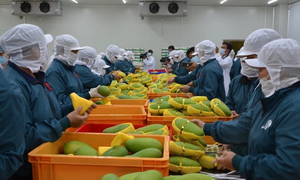 Mango is one of 14 agricultural exports to Chinese market. 