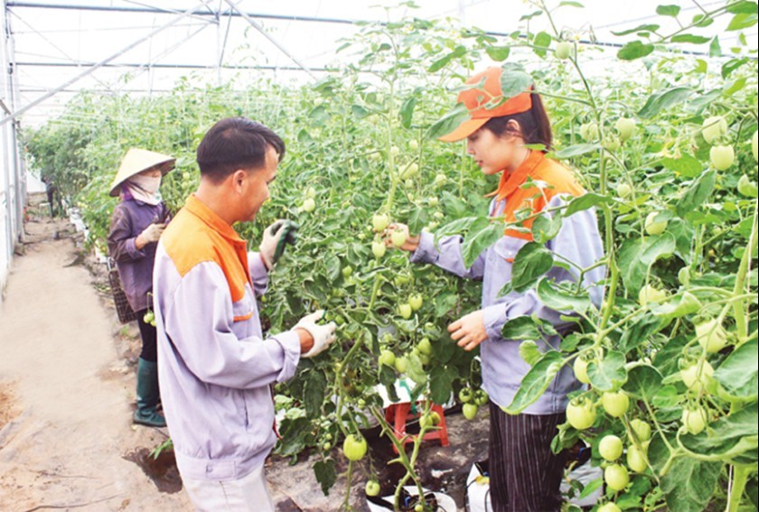 Bac Ninh minimizes greenhouse gas emissions in agricultural production