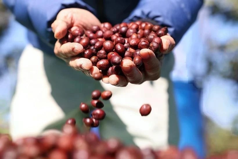 Global coffee production to surge on Vietnam, Indonesia’s rebounding output: USDA