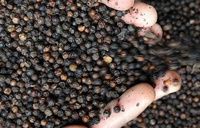 Vietnam rakes in over US$1.2 billion from pepper exports by mid-December