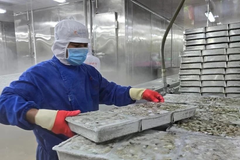 A worker processes shrimp for export at Minh Phu Company in Ca Mau province. (Photo: VNA)